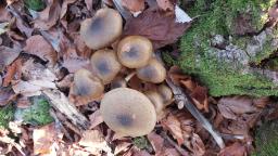 Armillaria mellea