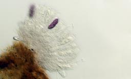 Saccobolus depauperatus