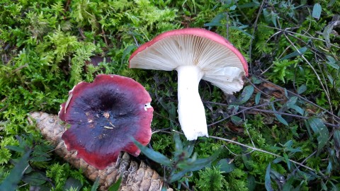 Russula atropurpurea