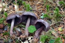 Mycena pelianthina