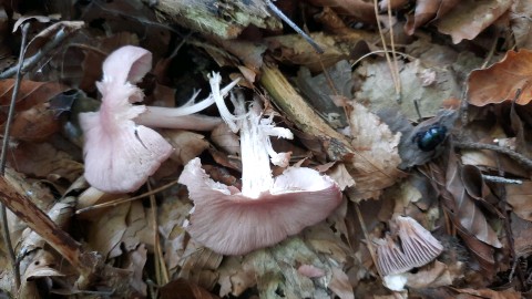 Mycena rosea