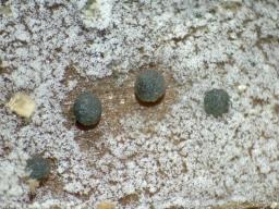 Vexillomyces atrovirens