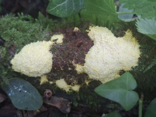 Fuligo septica