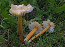 Hygrocybe citrinovirens
