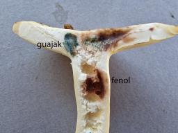 Russula farinipes