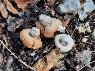 Geastrum fimbriatum