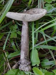 Amanita ceciliae