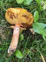 Suillus grevillei