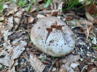 Sarcosphaera coronaria