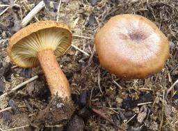 Bonomyces sinopicus