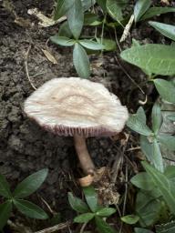 Mycena pelianthina