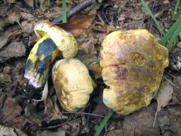 Cyanoboletus pulverulentus