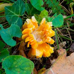 Hygrocybe quieta