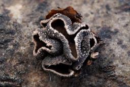 Sclerencoelia fascicularis