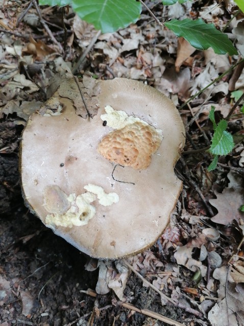 Xerocomellus chrysenteron