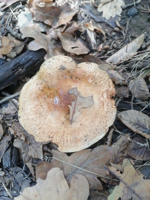 Paxillus involutus