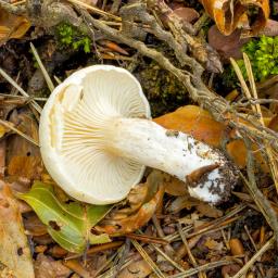 Clitopilus prunulus