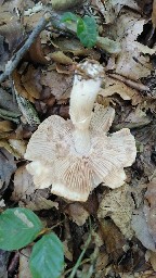 Cortinarius caperatus