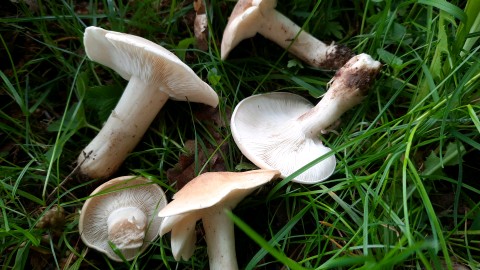 Calocybe gambosa