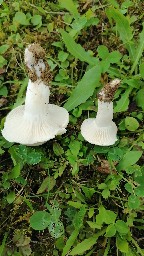 Hygrophorus ligatus