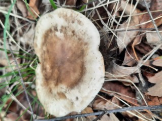 Melanoleuca brevipes