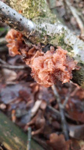 Phaeotremella frondosa