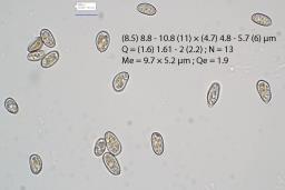 Pseudosperma obsoletum