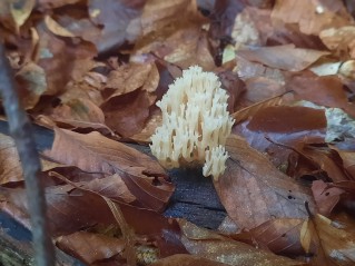Artomyces pyxidatus