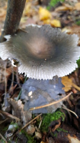 Russula heterophylla