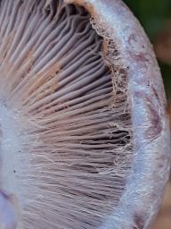 Cortinarius traganus