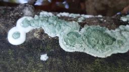 Trichoderma viride