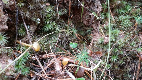 Leotia lubrica