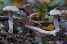 Cortinarius lucorum