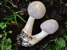 Leucoagaricus cinerascens