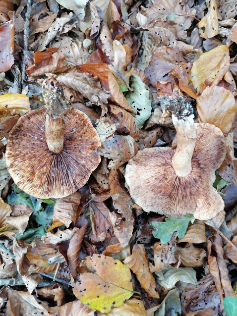 Tricholoma ustale