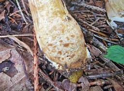 Hortiboletus bubalinus