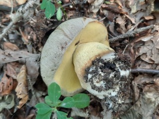 Butyriboletus fechtneri