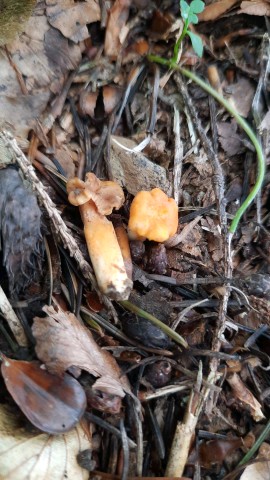 Cantharellus friesii