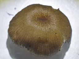 Entoloma caesiocinctum