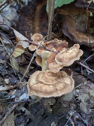 Meripilus giganteus