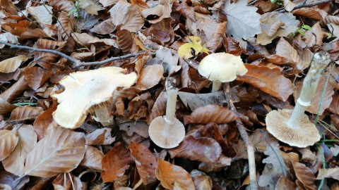 Cortinarius caperatus