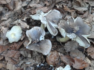 Tricholoma portentosum