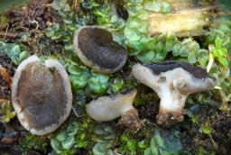 Pindara terrestris
