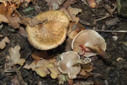 Inocybe fraudans