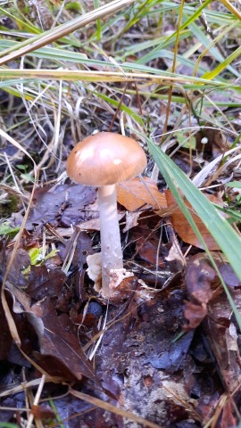 Amanita fulva