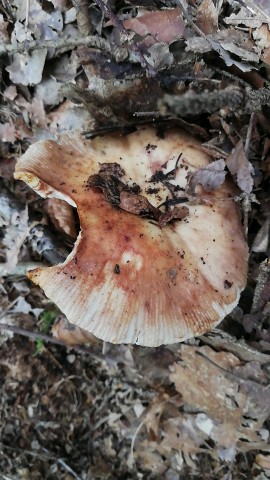 Russula illota