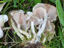 Clitocybe fasciculata