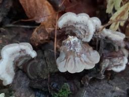 Auricularia mesenterica