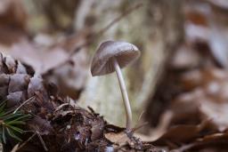 Mycena plumipes