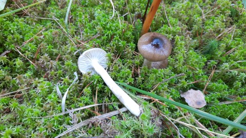 Hygrophorus olivaceoalbus